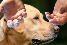 Nouvel article : Soin énergétique pour animaux sur Voyance Sérieuse